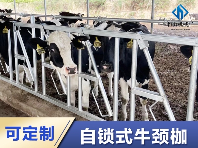 解放雙手的養(yǎng)牛：自鎖式牛頸夾震撼上線！