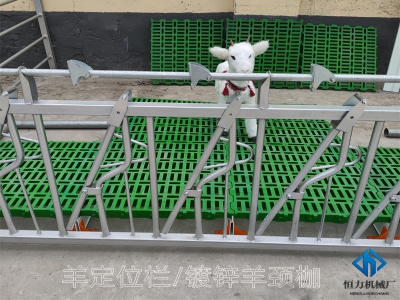 自鎖式羊頸夾如何為羊場(chǎng)省時(shí)省力