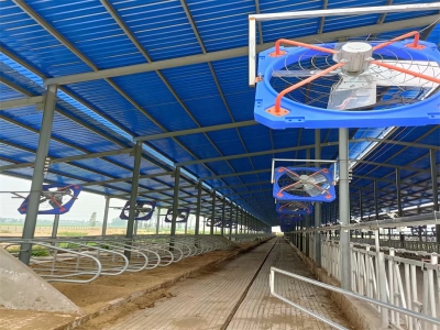 新建牛場(chǎng)為什么需要安裝牛舍風(fēng)機(jī)